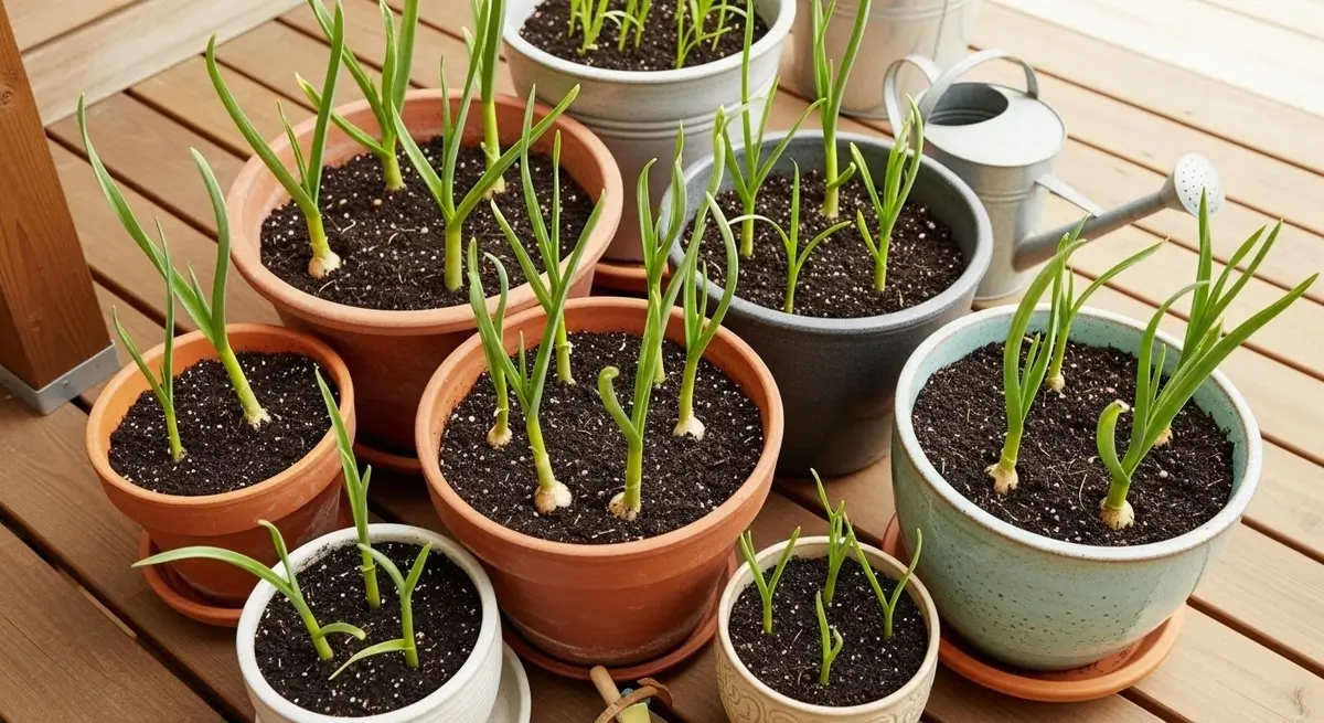 Growing garlic in containers on patio deck with healthy green shoots in various sized pots
