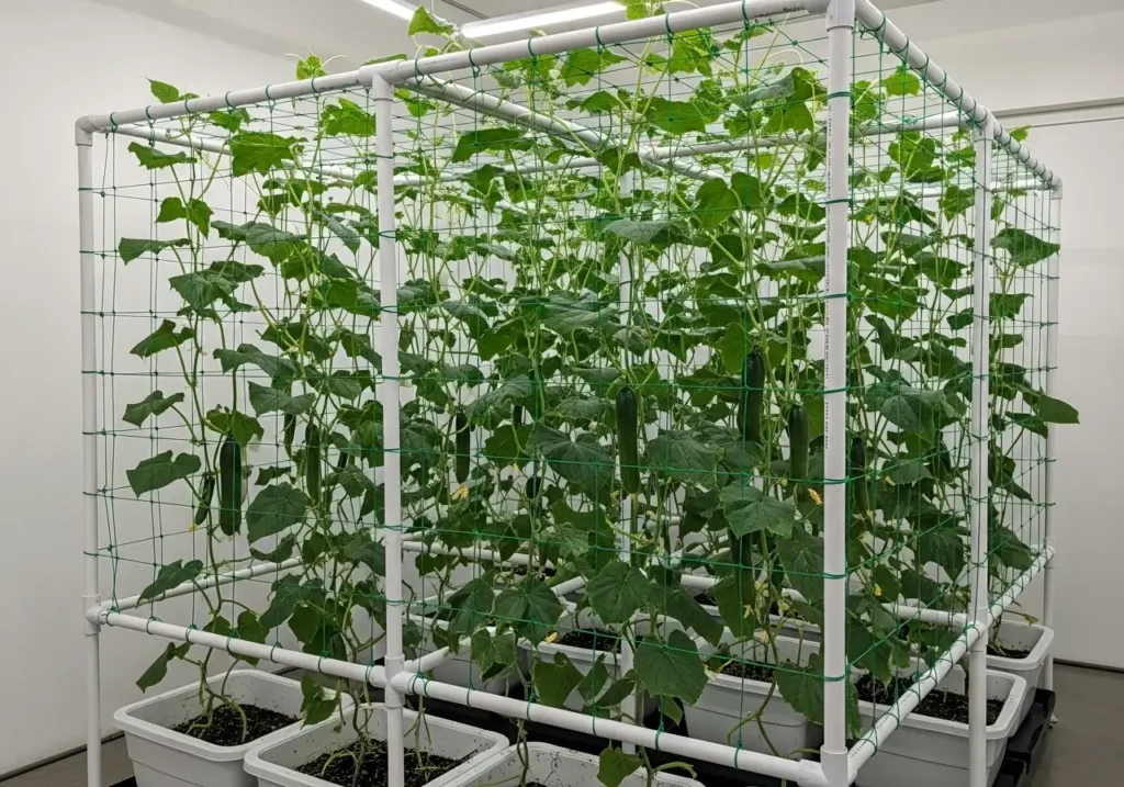 Vertical trellis system for growing cucumbers indoors space efficiently